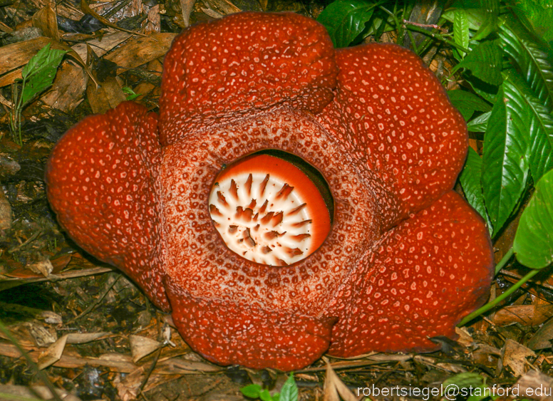 rafflesia